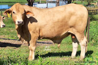 Bull JA-2 For Sale