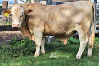 Bull LE-7 For Sale