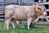 Bull LF-5 For Sale