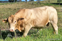 Bull LJ-5 For Sale