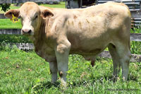 Bull LN-6 For Sale