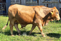 Bull LP-5 For Sale
