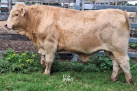 Bull LT-5 For Sale