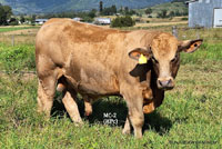 Bull MC-2 For Sale