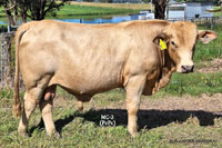Bull MC-3 For Sale