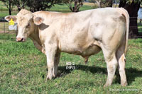 Bull MD-2 For Sale