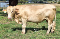 Bull ND2-11 For Sale