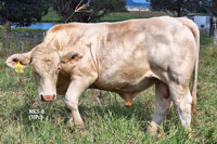 Bull NK5-8 For Sale