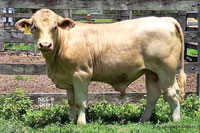 Bull NK5-9 For Sale