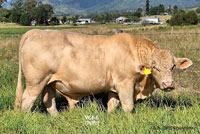 Bull VC4-6 For Sale