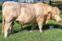 Bull VO-10 For Sale