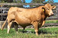 Bull YF26-9 For Sale