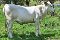 Heifer LQ-5 For Sale