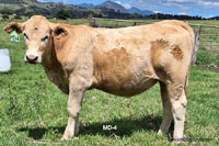 Heifer MD-4