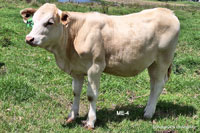 Heifer ME-4