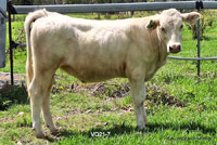 Heifer VO21-7