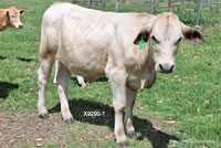 Heifer X9293-1