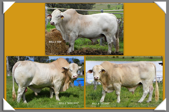 Bunjurgen Charbray Cattle Stud, Specialising in Polled Cattle