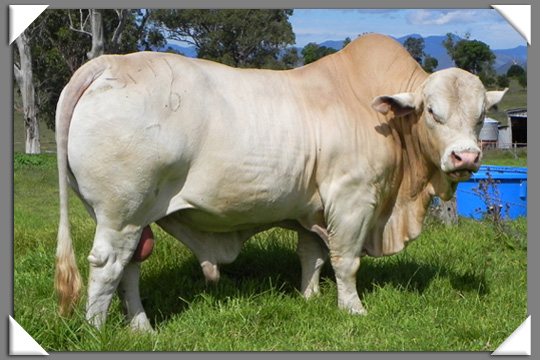 Charbray Cattle