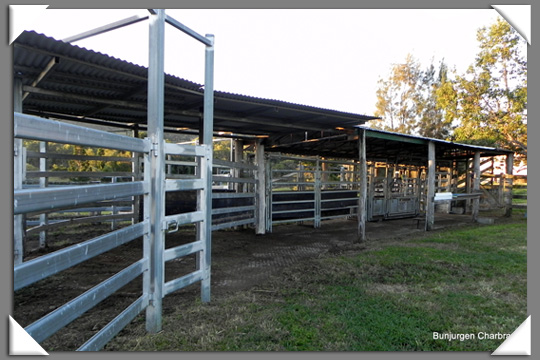 Charbray Cattle